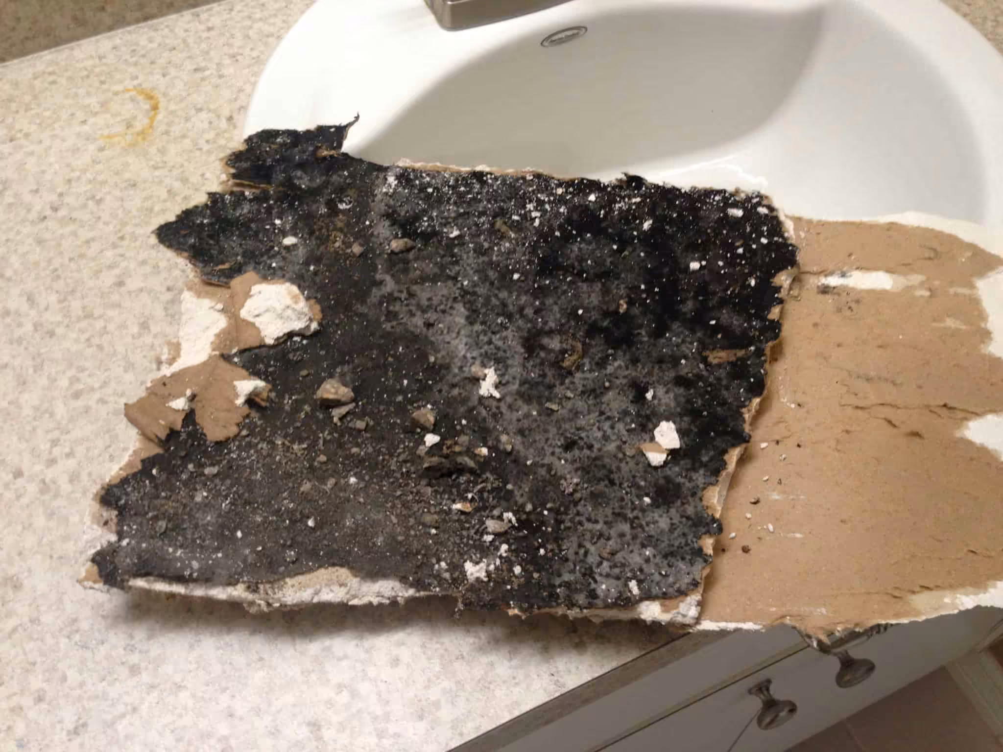 Piece of drywall covered in black mold